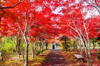 平岡樹芸センターの写真・動画_image_677469