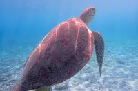 阿真ビーチの写真・動画_image_678000