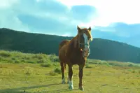  草千里ヶ浜の写真・動画_image_678280