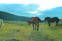  草千里ヶ浜の写真・動画_image_678283