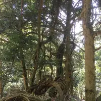 鞍馬寺の写真・動画_image_680563
