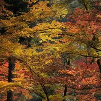 高蔵寺の写真・動画_image_683445