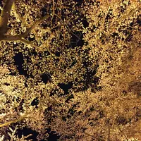 三井寺の写真・動画_image_683468