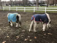 ノーザンホースパークの写真・動画_image_684798