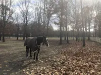 ノーザンホースパークの写真・動画_image_684799