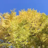 芝公園の写真・動画_image_687590