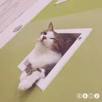 猫カフェ にゃんくる mozo店の写真・動画_image_690929