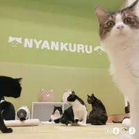 猫カフェ にゃんくる mozo店の写真・動画_image_690930