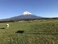 朝霧高原の写真・動画_image_696413
