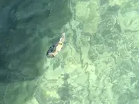古宇利島の写真・動画_image_696775