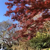 井の頭恩賜公園の写真・動画_image_697163