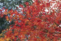 ミホミュージアム（バス）の写真・動画_image_697408