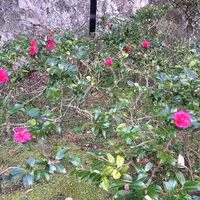 ミホミュージアム（バス）の写真・動画_image_697416