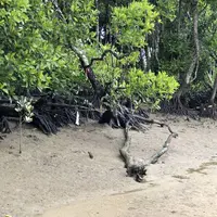 サーフサイド ベッド アンド ブレックファストの写真・動画_image_697522