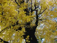 芝公園の写真・動画_image_697620