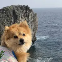 辺戸岬の写真・動画_image_697722