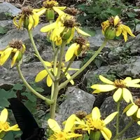 大石林山の写真・動画_image_697738