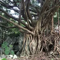 大石林山の写真・動画_image_697744