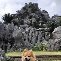 大石林山の写真・動画_image_697745