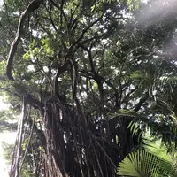 大石林山の写真・動画_image_697747