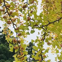 熊野大社の写真・動画_image_700243