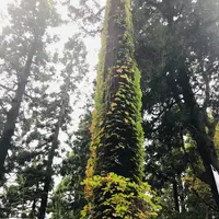 熊野大社の写真・動画_image_700252