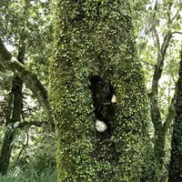 トトロのバス停の写真・動画_image_701627