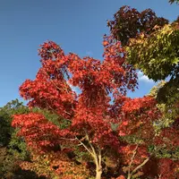 なばなの里の写真・動画_image_704930