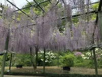 はままつフラワーパークの写真・動画_image_704950