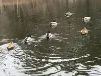 雲場池の写真・動画_image_706110