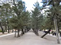 出雲大社の写真・動画_image_707359