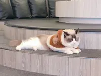 猫カフェMoCHA（モカ）京都河原町店 4/19OPEN！の写真・動画_image_710928