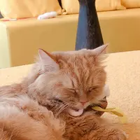 猫カフェMoCHA（モカ）京都河原町店 4/19OPEN！の写真・動画_image_710929