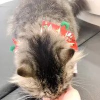 猫カフェMoCHA（モカ）京都河原町店 4/19OPEN！の写真・動画_image_710930