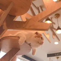 猫カフェMoCHA（モカ）京都河原町店 4/19OPEN！の写真・動画_image_710932