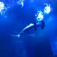 横浜・八景島シーパラダイスの写真・動画_image_712657