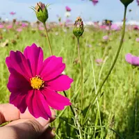 コスモス畑の写真・動画_image_718653