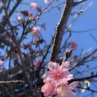コスモス畑の写真・動画_image_718654