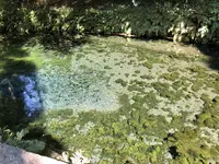 白川水源の写真・動画_image_719248
