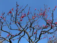 芝公園の写真・動画_image_728478
