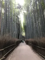 京都の写真・動画_image_732476