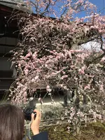 天龍寺の写真・動画_image_734455