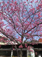 河津桜並木&菜の花ロードの写真・動画_image_737245