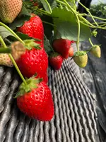 いちごの里の写真・動画_image_737575