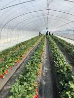 いちごの里の写真・動画_image_737577