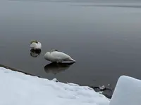 ウトナイ湖の写真・動画_image_738579