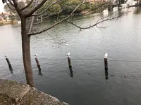 洗足池の写真・動画_image_740024
