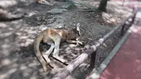 アフリカンサファリの写真・動画_image_742025