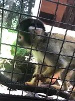 アフリカンサファリの写真・動画_image_742028