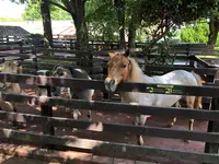 アフリカンサファリの写真・動画_image_742030